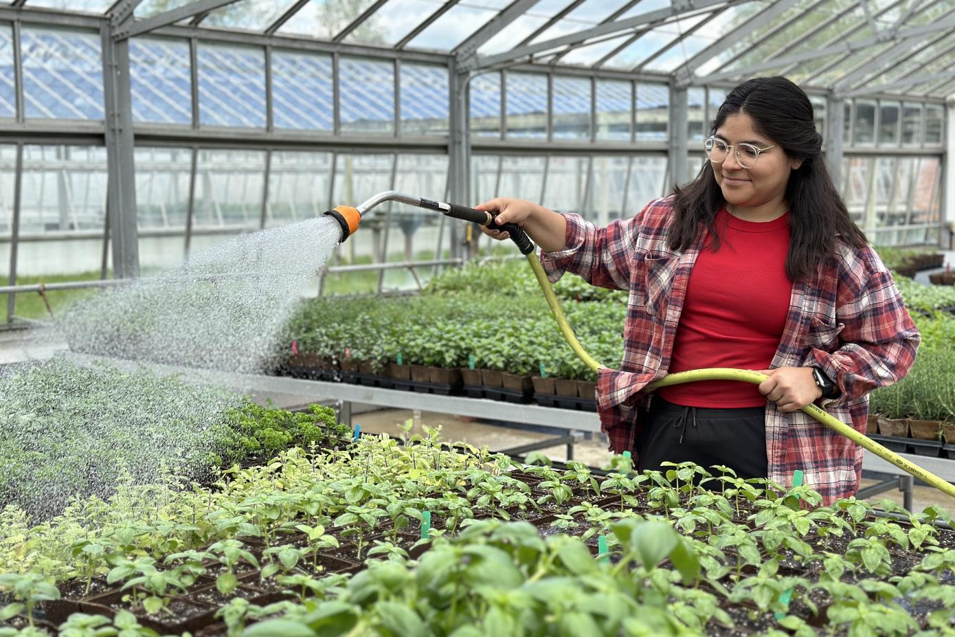 A student watering plants in a greenhouse